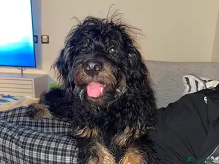 Mixed Breed dogs Male roodle - Advert 6