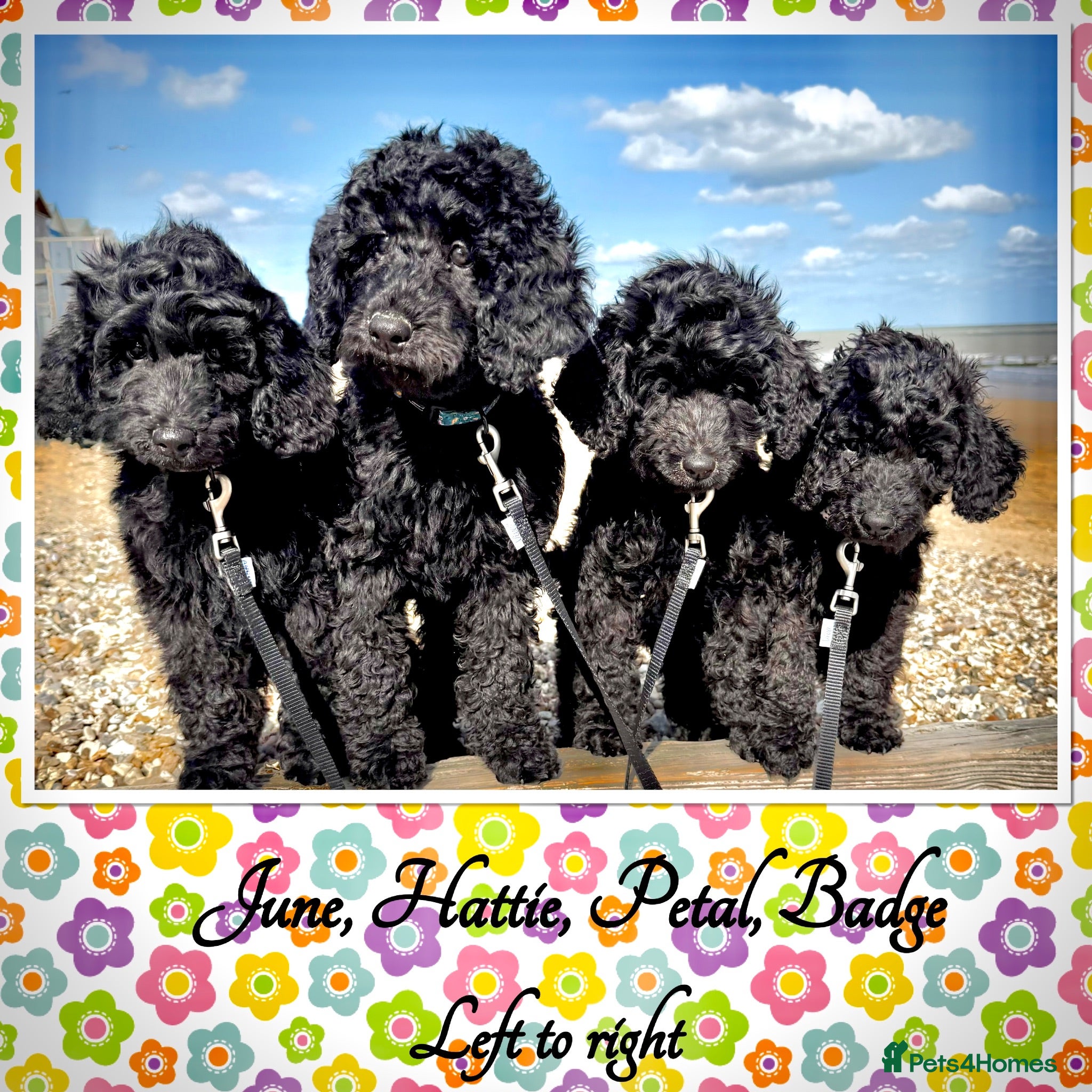 Labradoodle dogs 🌈THE HARD WORK HAS BEEN DONE🌈PLEASE READ ON🌈 - Advert 1