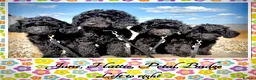 Labradoodle dogs for sale: 🌸🌈THE HARD WORK IS DONE🌸🌈RARE OPPORTUNITY - Advert 7