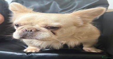 French Bulldog dogs - Advert 2