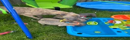 Whippet dogs for sale: Stunning KC registered whippet puppies - Advert 11