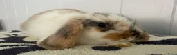 Mini Lop rabbits for sale: Beautiful fluffy mini lops  - Advert 5