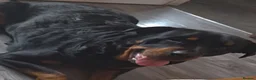 Rottweiler dogs for sale: Pure German rottweiler puppies  - Advert 6