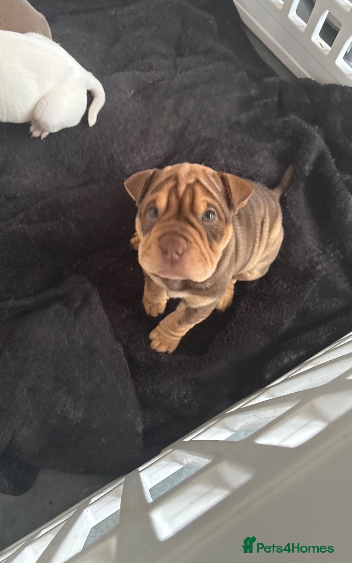 Mixed Breed dogs Beautiful Bull-Pei puppies  - Advert 2