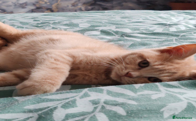 British Shorthair cats - Advert 9