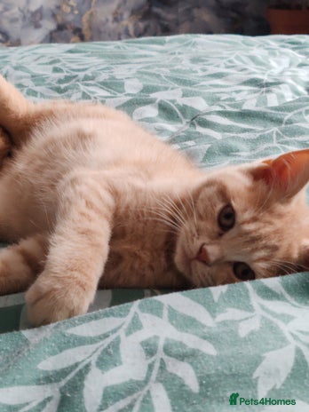 British Shorthair cats - Advert 6