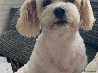 Mixed Breed dogs Cavachon x sprolli - Advert 16