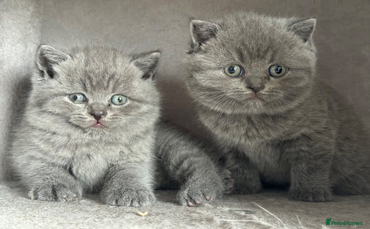 British Shorthair cats - Advert 1