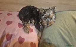 Yorkshire Terrier dogs for sale: Yorkshire Terrier Baby face boys for Sale  😍 - Image 11
