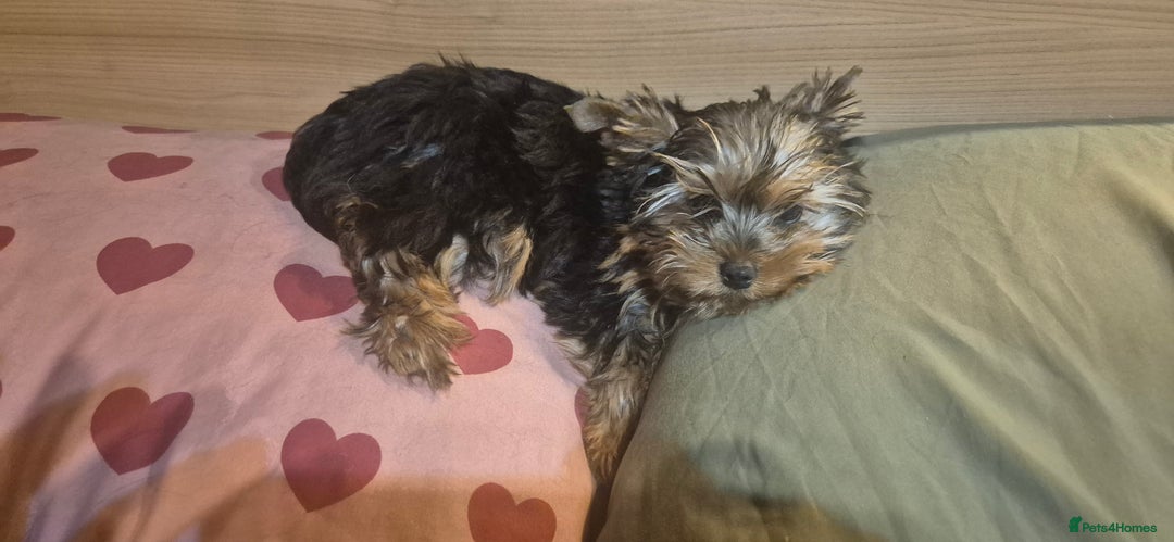 Yorkshire Terrier dogs for sale: Yorkshire Terrier Baby face boys for Sale  😍 - Image 11