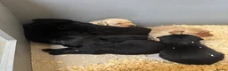 Labrador Retriever dogs for sale: One black bitch pup available in Knutsford - Advert 4