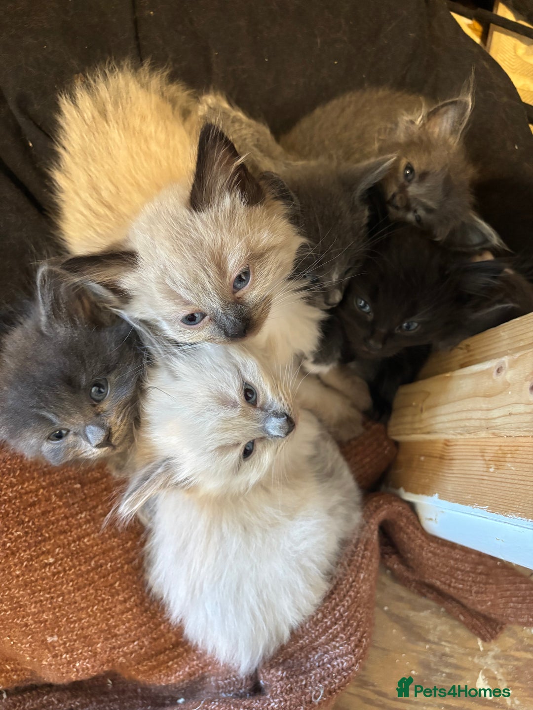 Ragdoll cats for sale: READY SOON! -ragdoll x British long hair  - Image 8