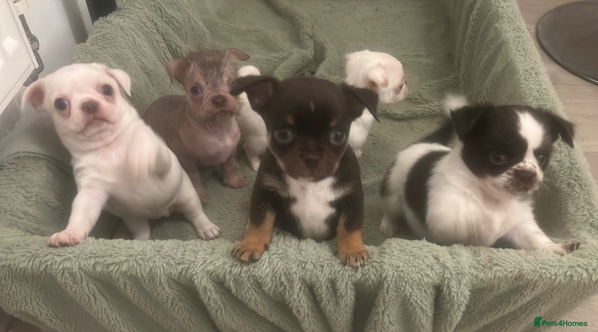 Mixed Breed dogs Chinese Crested Hairless x Chihuahua - Advert 11