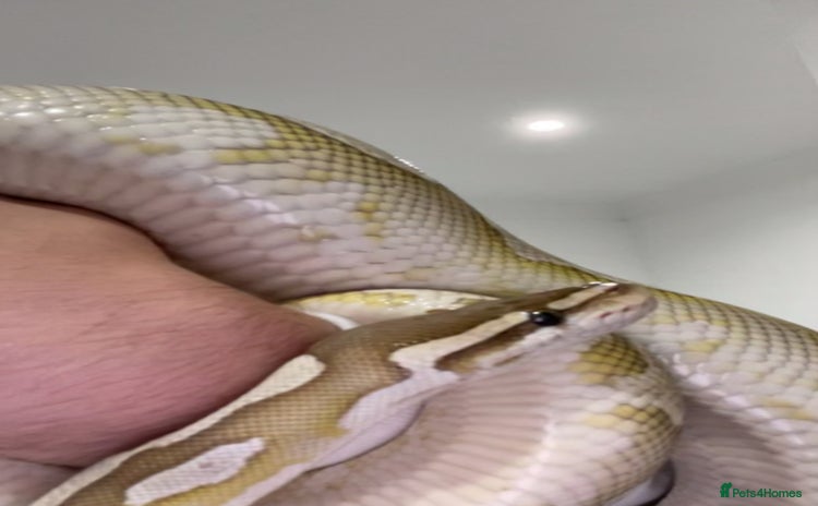 Python Snake reptiles - Advert 1