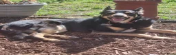 Mixed Breed dogs for sale: German shepard cross collie tricolour  - Advert 5