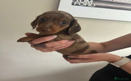 Miniature Dachshund dogs for sale: Beautiful daschund puppies - Image 4