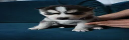 Siberian Husky dogs for sale: 7 Siberian Husky puppies - Advert 7
