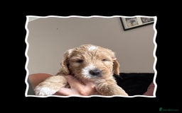 Mini Goldendoodle dogs for sale: Beautiful Family Raised F1 Mini Golden-doodles  - Image 10