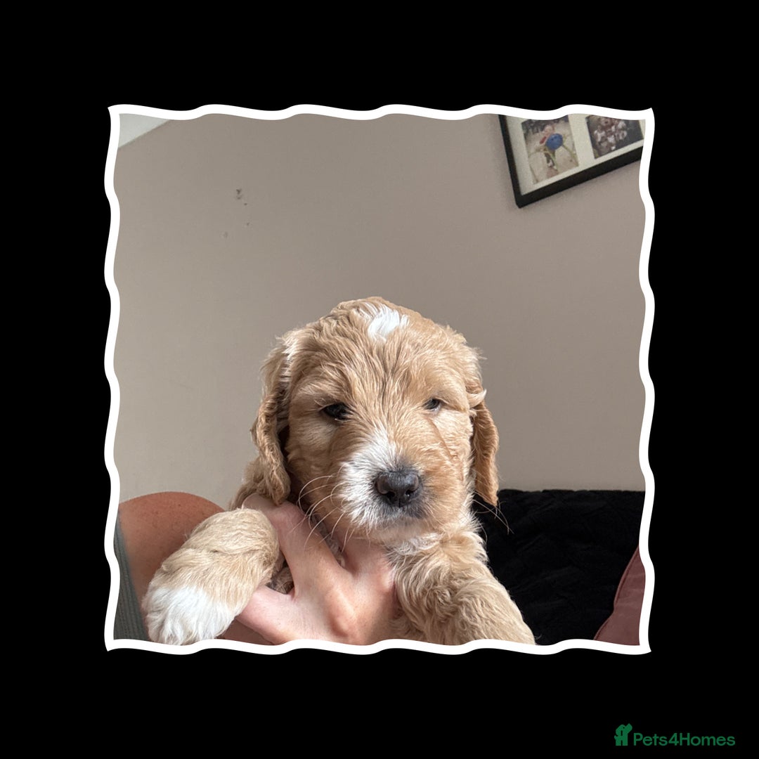 Mini Goldendoodle dogs for sale: Beautiful Family Raised F1 Mini Golden-doodles  - Image 10