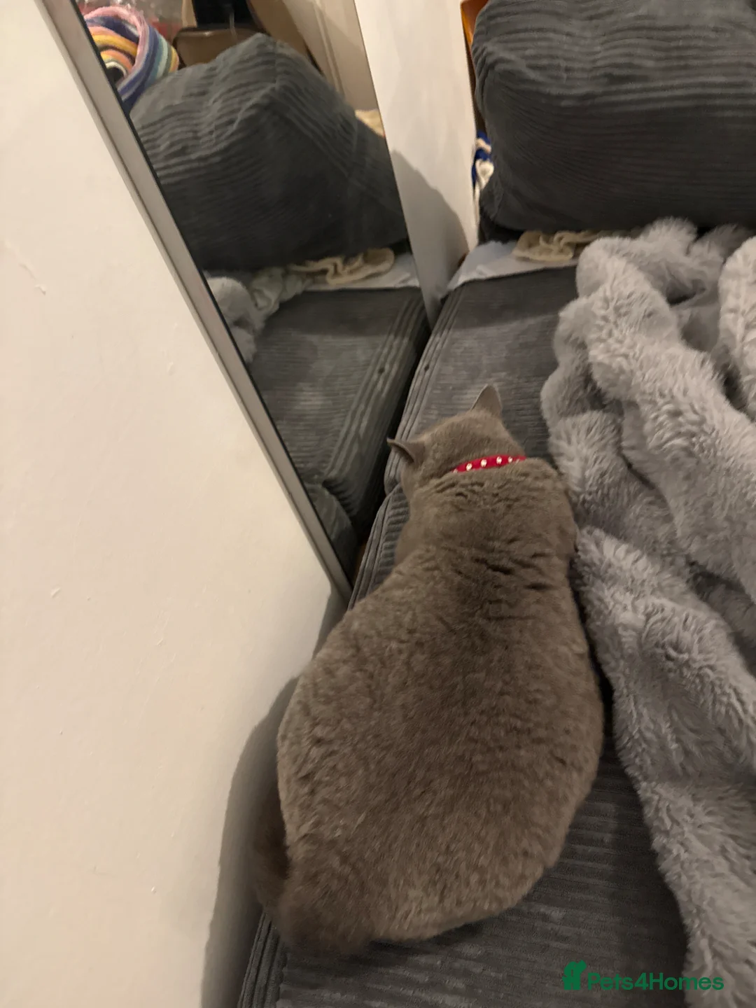 British Shorthair cats for sale: Stunning chunky bsh kittens ready to go 2 left  - Advert 2