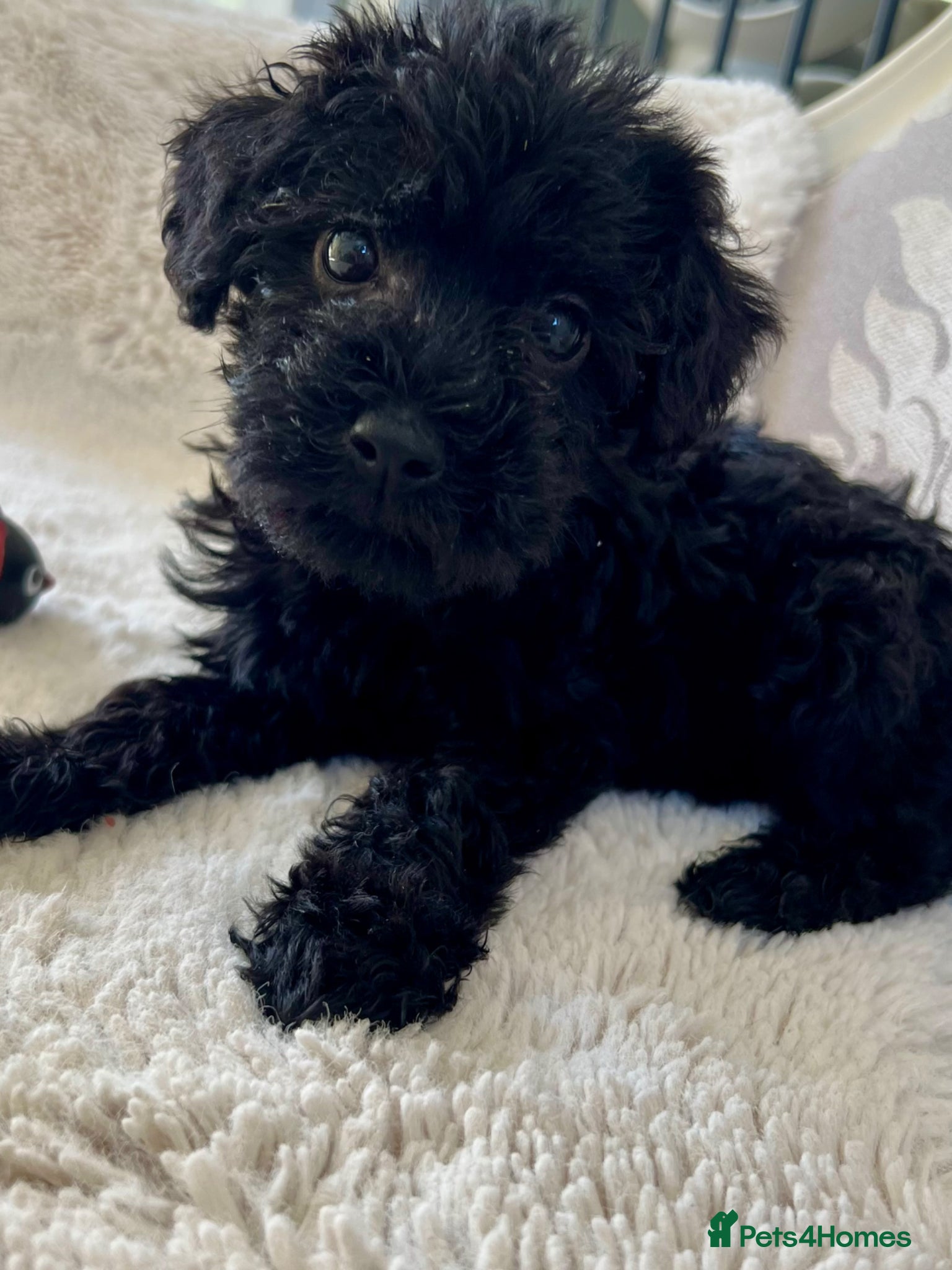 Miniature Schnauzer dogs 🐾🐶Adorable Cavaschnauzer Pups 🐶🐾 - Advert 3