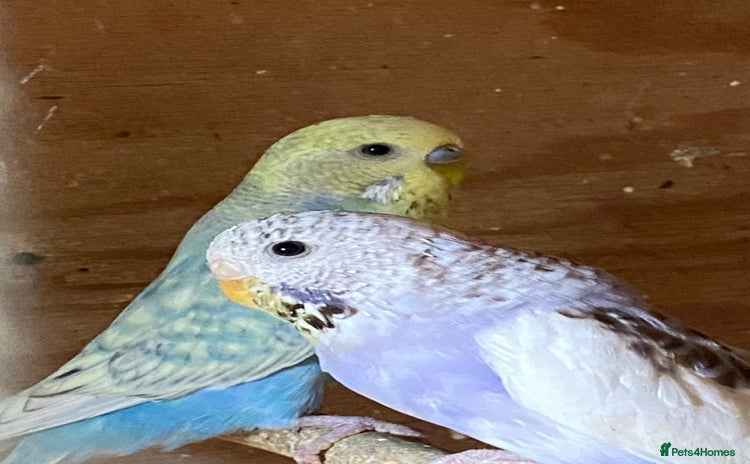 Budgerigars birds - Advert 6