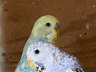 Budgerigars birds - Advert 9