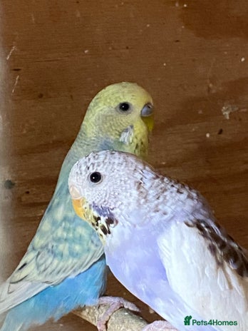 Budgerigars birds - Advert 6
