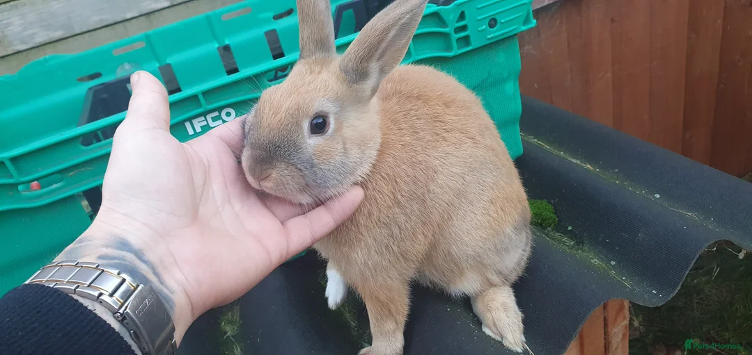 Mixed Breed rabbits for sale: Rabbits - Advert 8