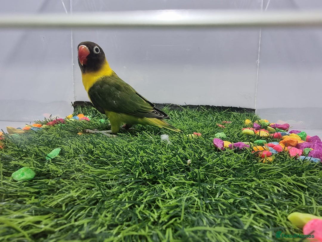Lovebirds birds for sale: Fisher/Opaline lovebird for sale - Image 5
