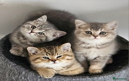 British Shorthair cats for sale: GCCF Active British Shorthair Kittens  - Image 1
