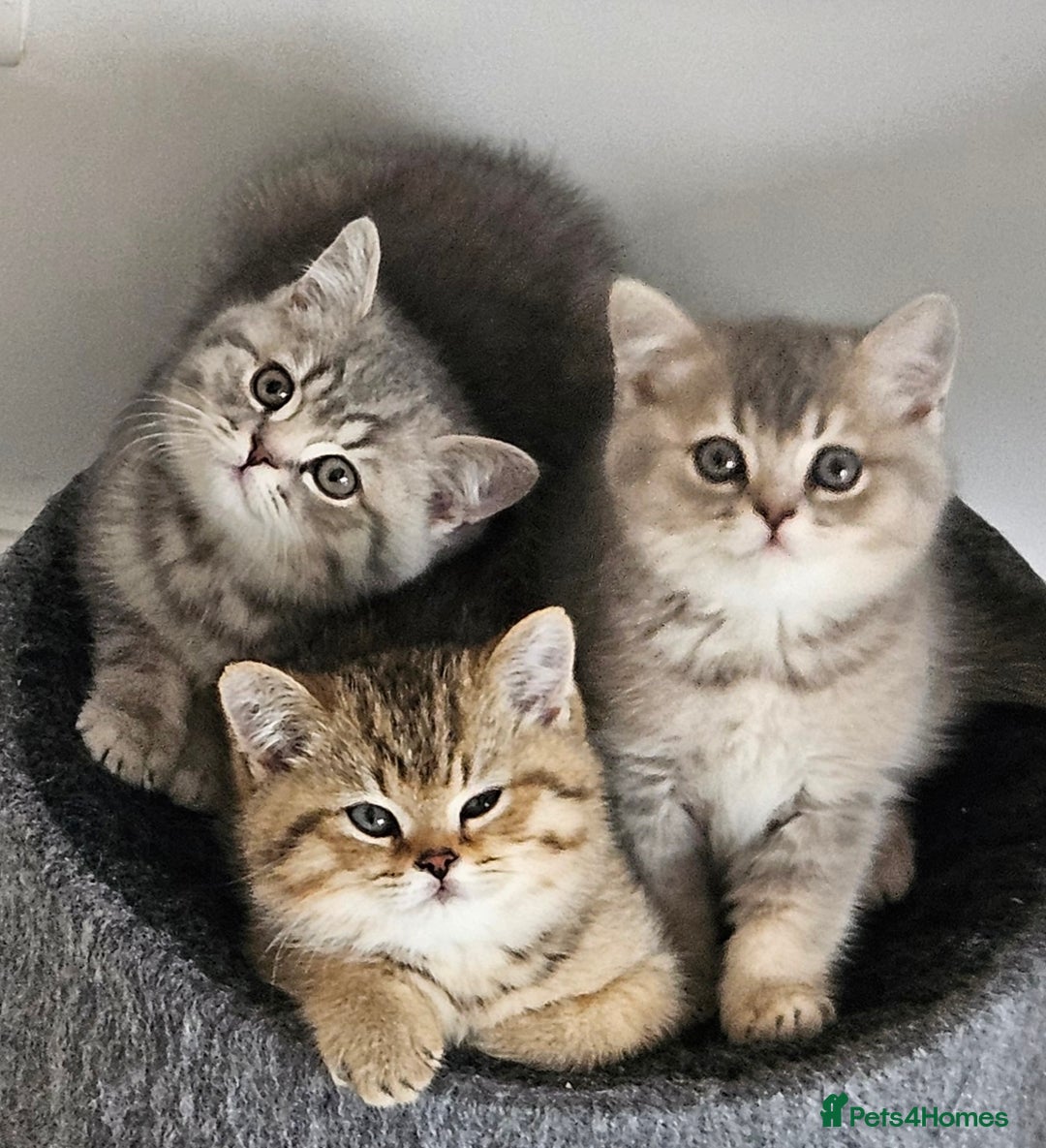 British Shorthair cats for sale: GCCF Active British Shorthair Kittens  - Image 1