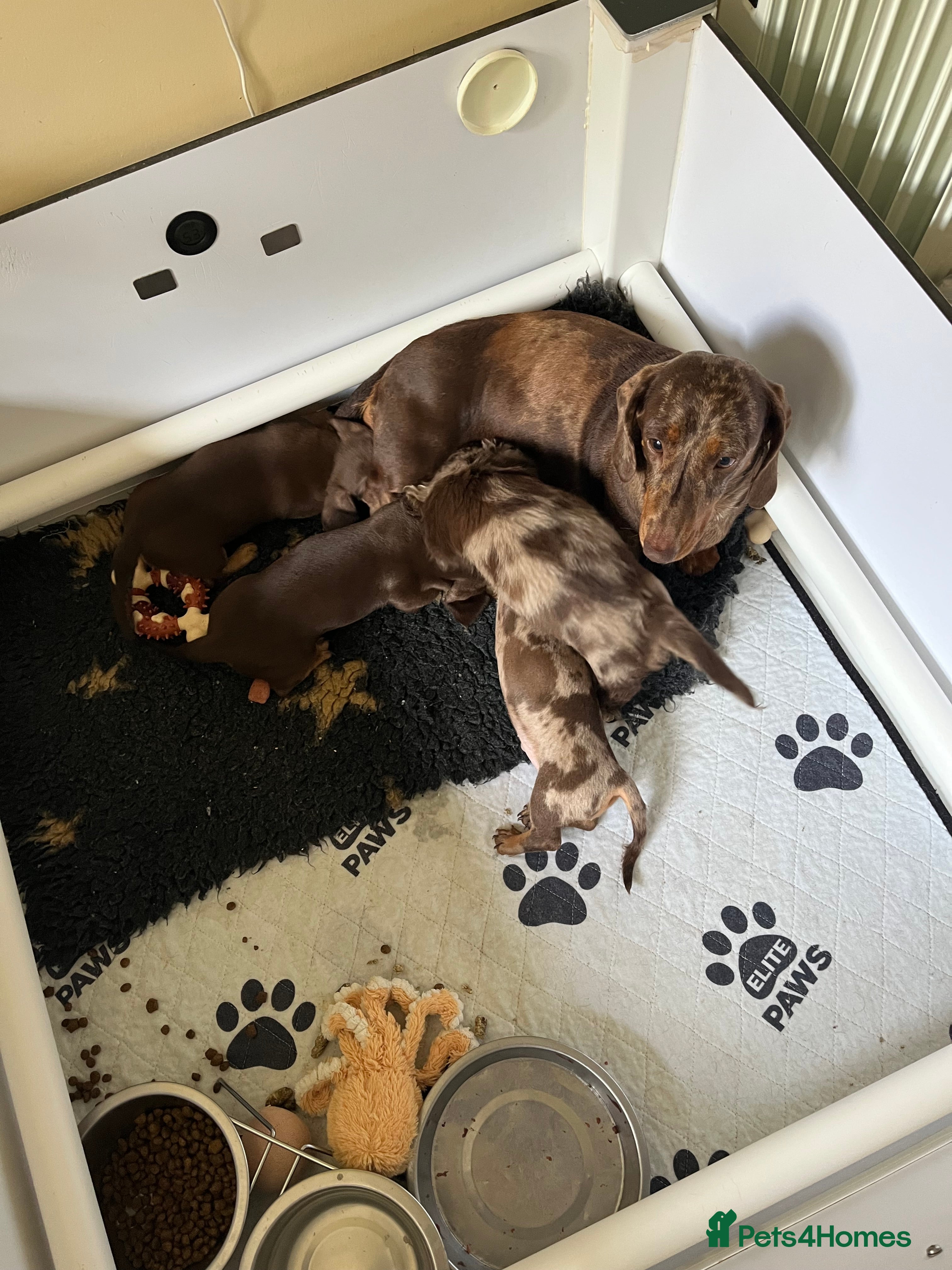 Miniature Dachshund dogs Beautiful mini Babies - Advert 2