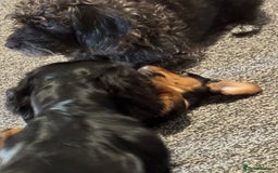 Doxiepoo dogs for sale: Doxiepoo - Image 6