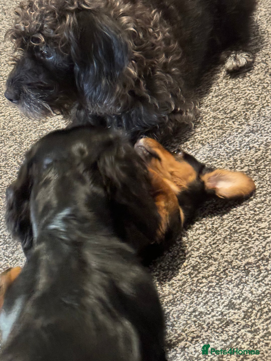 Doxiepoo dogs for sale: Doxiepoo - Image 6