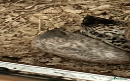 Quail poultry for sale: Button quail, in desperate need of a forever home - Image 2