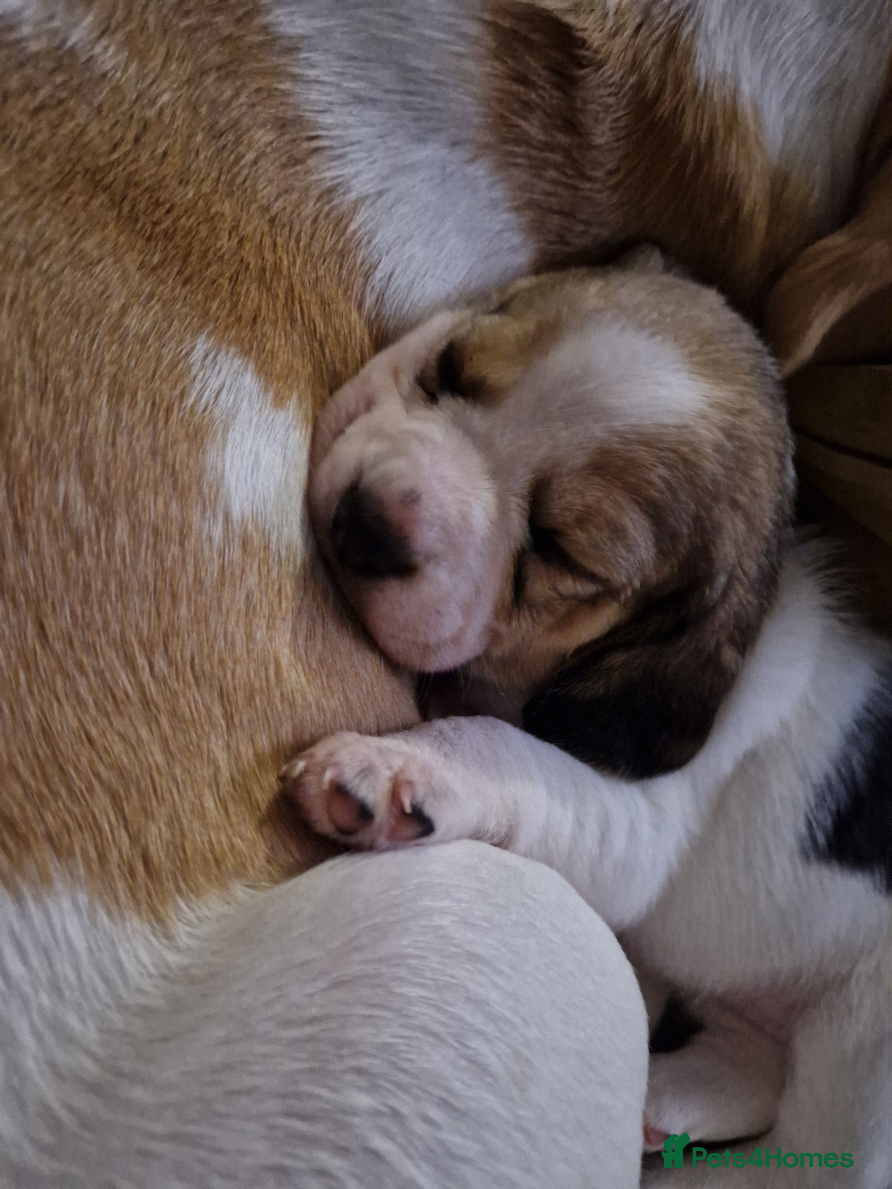 Beagle dogs Beagle Babies - Advert 1