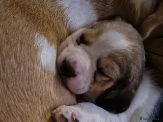 Beagle dogs Beagle Babies - Advert 1