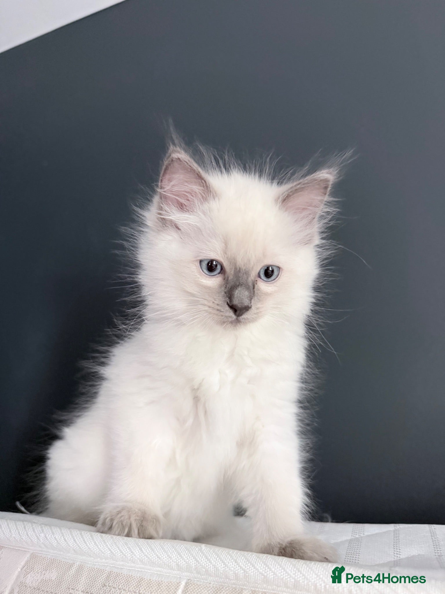 Ragdoll cats Ragdoll kittens 2 girls 1 boy - Advert 2