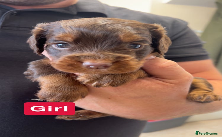 Cocker Spaniel dogs - Advert 7