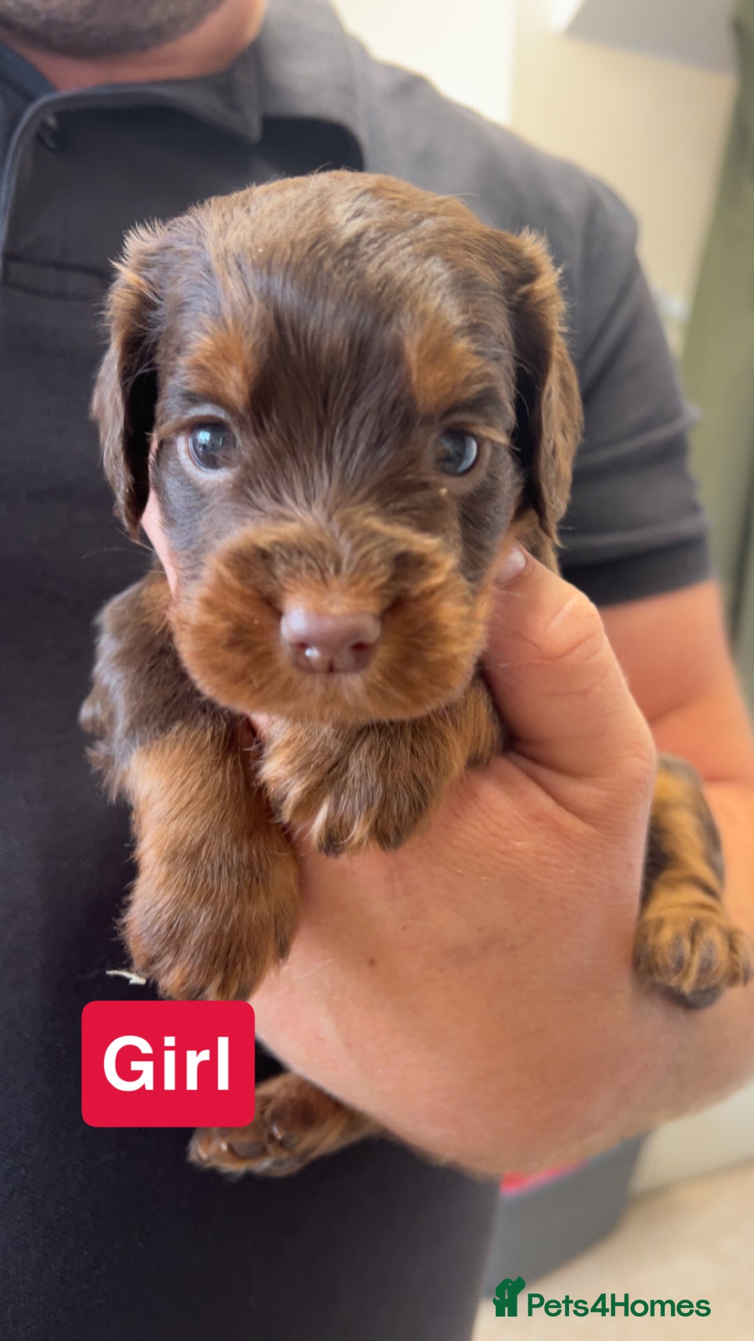 Cocker Spaniel dogs for sale: stunning cocker spaniel puppies - Image 3