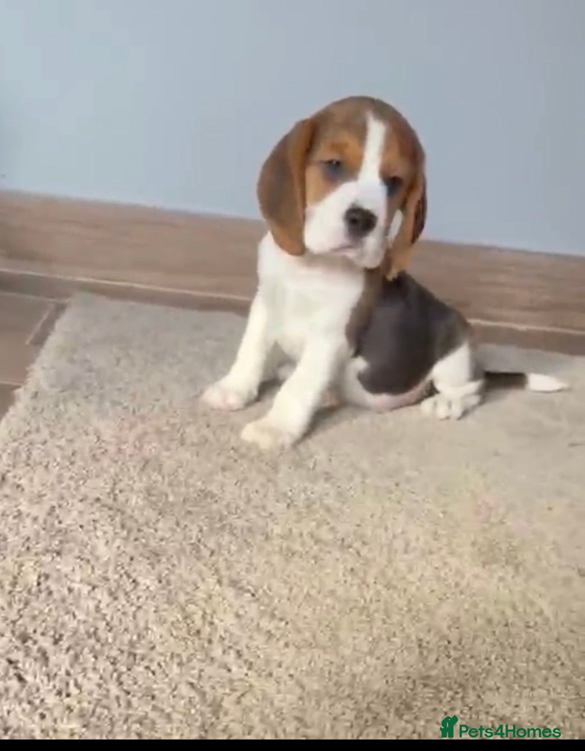 Beagle dogs Kc reg Charterwood/Duffose Show winning    - Advert 3