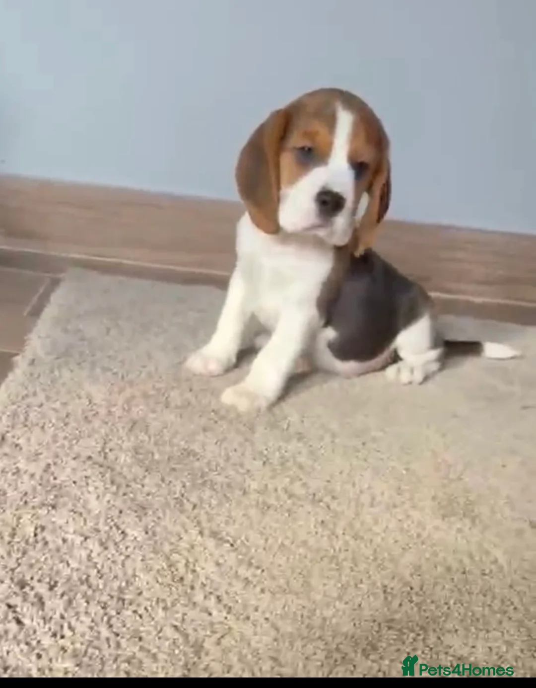 Beagle dogs for sale: Kc reg Charterwood/Duffose Show winning    - Advert 2