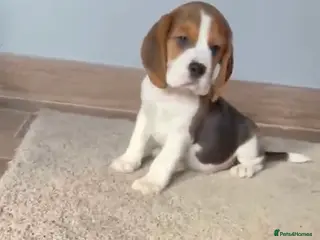 Beagle dogs Kc reg Charterwood/Duffose Show winning - Advert 3