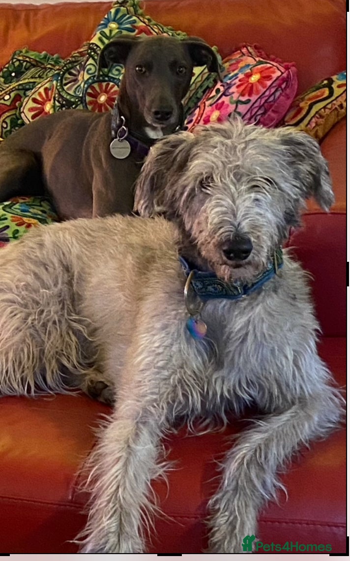 Mixed Breed dogs Beautiful Lurcher 9 years old  - Advert 1