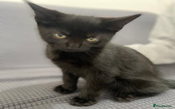 Mixed Breed cats for sale: 2 months old kittens  - Image 10