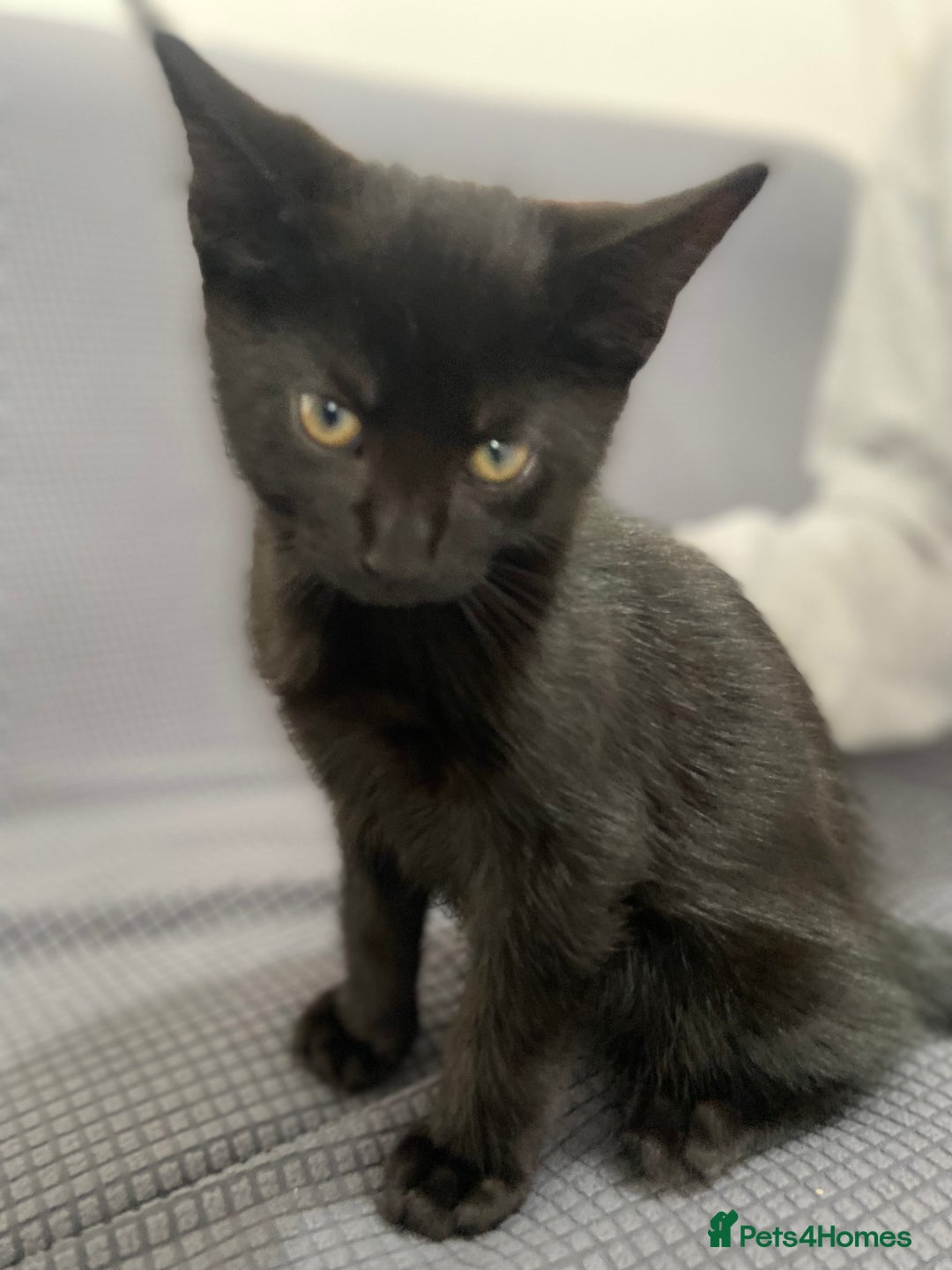 Mixed Breed cats for sale: 2 months old kittens  - Image 10