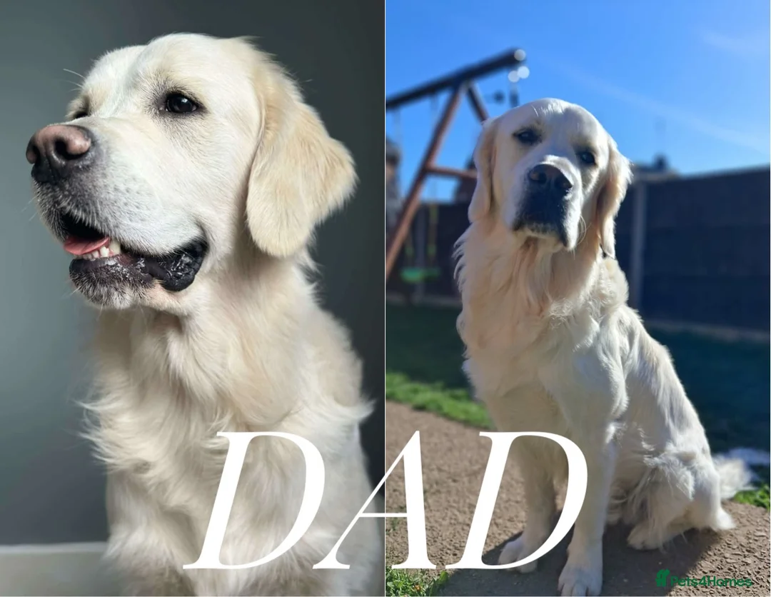 Goldador dogs for sale: *Gorgeous Goldador puppies* in Rotherham - Advert 14