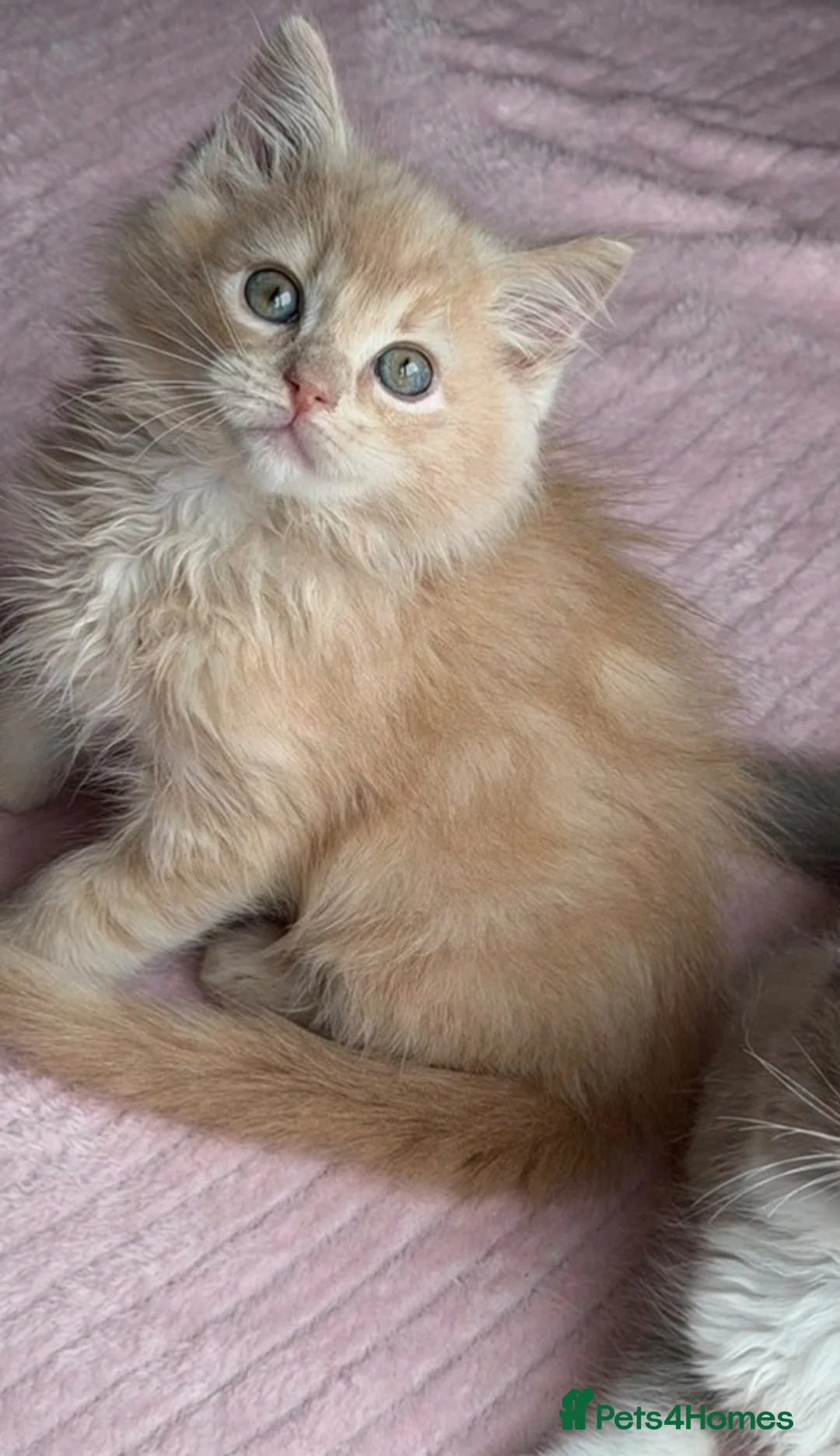 Ragdoll cats for sale: £950 Full pedigree Tica Ready now  - Advert 2