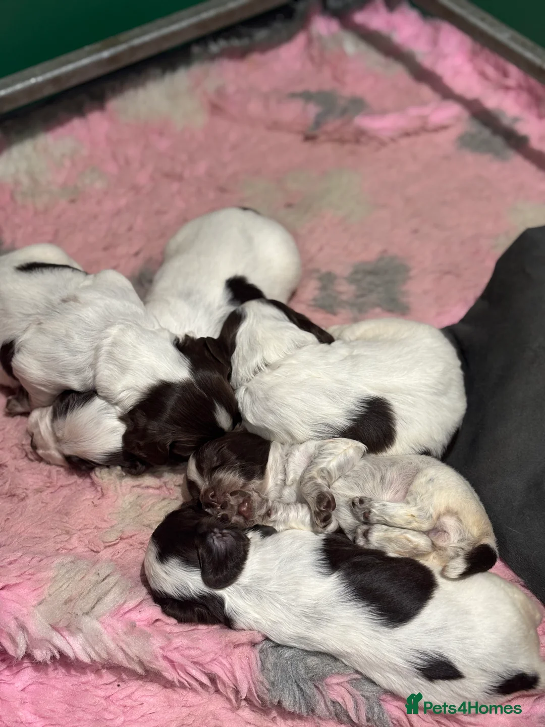 Sprocker dogs for sale: Sprocker bitch puppies  - Advert 13